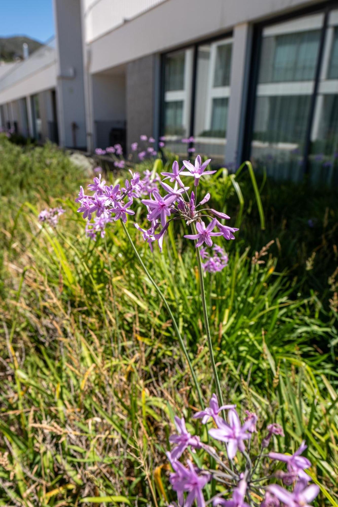 Monchique Resort & Spa Экстерьер фото Scilla amethystina